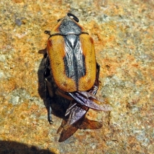 Chondropyga dorsalis at Fyshwick, ACT - 3 Jan 2018 11:36 AM