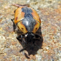 Chondropyga dorsalis at Fyshwick, ACT - 3 Jan 2018 11:36 AM