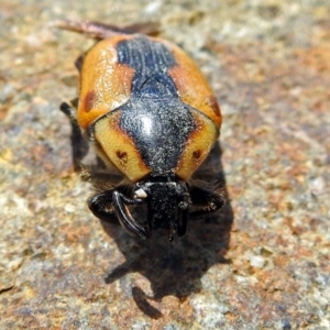 Chondropyga dorsalis at Fyshwick, ACT - 3 Jan 2018