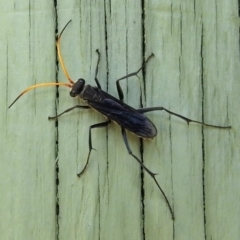 Pompilidae (family) (Unidentified Spider wasp) at Fyshwick, ACT - 3 Jan 2018 by RodDeb