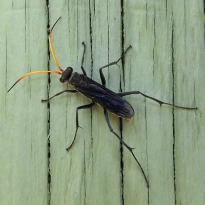 Pompilidae (family) (Unidentified Spider wasp) at Fyshwick, ACT - 3 Jan 2018 by RodDeb