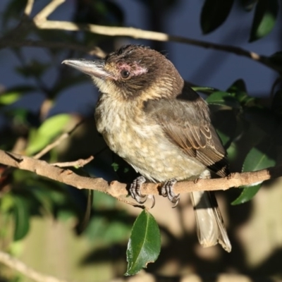 Cracticus torquatus (Grey Butcherbird) at Merimbula, NSW - 3 Jan 2018 by Leo