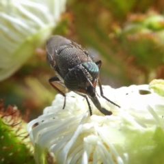 Stomorhina sp. (genus) (Snout fly) at Googong, NSW - 3 Jan 2018 by Wandiyali