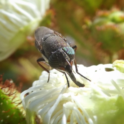 Stomorhina sp. (genus) (Snout fly) at Googong, NSW - 3 Jan 2018 by Wandiyali