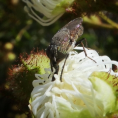 Stomorhina sp. (genus) at Googong, NSW - 3 Jan 2018 11:10 AM