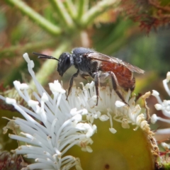 Lasioglossum (Parasphecodes) sp. (genus & subgenus) (Halictid bee) at QPRC LGA - 3 Jan 2018 by Wandiyali