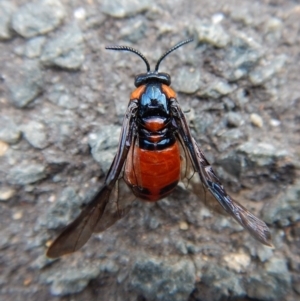 Lophyrotoma interrupta at Belconnen, ACT - 3 Jan 2018