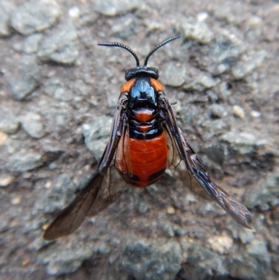 Lophyrotoma interrupta (Cattle Poisoning Sawfly) at Mount Painter - 3 Jan 2018 by CathB