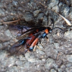 Lophyrotoma interrupta at Belconnen, ACT - 3 Jan 2018 06:25 PM