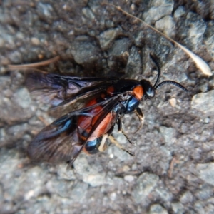 Lophyrotoma interrupta at Belconnen, ACT - 3 Jan 2018