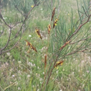 Sorghum leiocladum at Rendezvous Creek, ACT - 22 Dec 2017