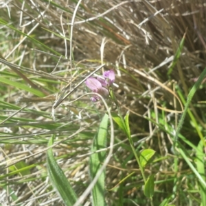 Polygala japonica at Rendezvous Creek, ACT - 22 Dec 2017