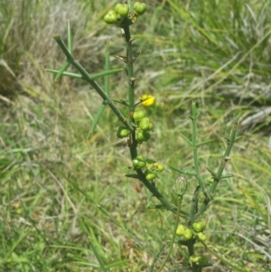 Discaria pubescens at Rendezvous Creek, ACT - 22 Dec 2017