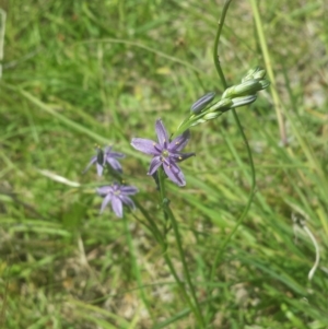 Caesia calliantha at Rendezvous Creek, ACT - 22 Dec 2017