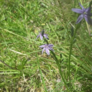 Caesia calliantha at Rendezvous Creek, ACT - 22 Dec 2017