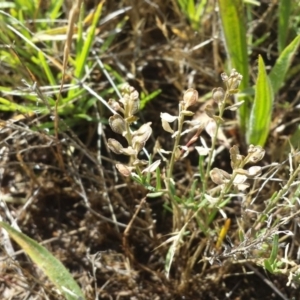 Lepidium ginninderrense at Franklin, ACT - 8 Dec 2017