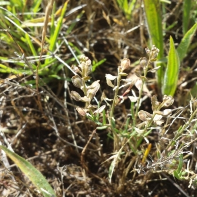 Lepidium ginninderrense (Ginninderra Peppercress) at Budjan Galindji (Franklin Grassland) Reserve - 8 Dec 2017 by gregbaines