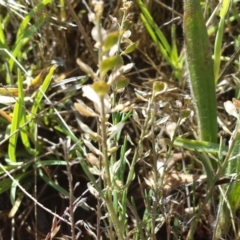 Lepidium ginninderrense at Franklin, ACT - 8 Dec 2017