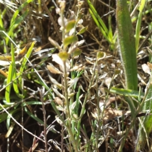 Lepidium ginninderrense at Franklin, ACT - 8 Dec 2017