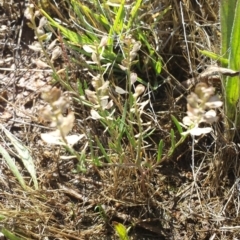 Lepidium ginninderrense at Franklin, ACT - suppressed