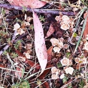 Malva parviflora at Hughes, ACT - 4 Jan 2018