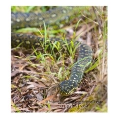 Morelia spilota spilota (Diamond Python) at Bald Hills, NSW - 1 Jan 2018 by JulesPhotographer