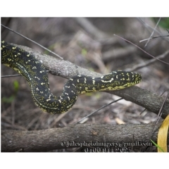 Morelia spilota spilota at Bald Hills, NSW - 1 Jan 2018 01:25 AM