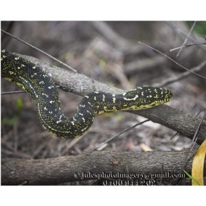 Morelia spilota spilota at Bald Hills, NSW - 1 Jan 2018 01:25 AM