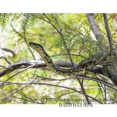 Morelia spilota spilota at Bald Hills, NSW - 1 Jan 2018 01:25 AM