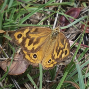 Heteronympha merope at Googong, NSW - 3 Jan 2018 01:36 PM