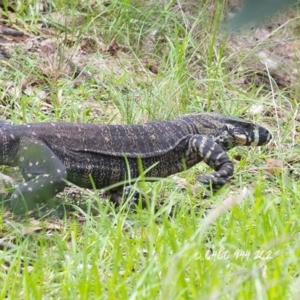 Varanus varius at Bald Hills, NSW - 30 Dec 2017