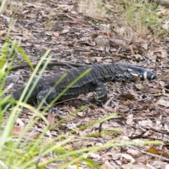 Varanus varius at Bald Hills, NSW - 30 Dec 2017