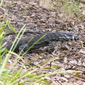 Varanus varius at Bald Hills, NSW - 30 Dec 2017