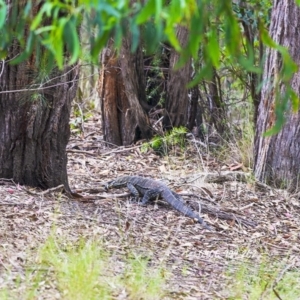 Varanus varius at Bald Hills, NSW - suppressed