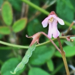 Grona varians (Slender Tick-Trefoil) at Googong, NSW - 3 Jan 2018 by Wandiyali