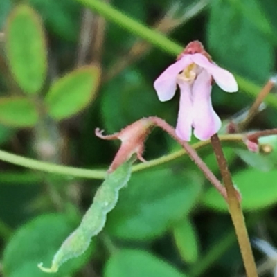 Grona varians (Slender Tick-Trefoil) at Googong, NSW - 3 Jan 2018 by Wandiyali