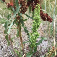 Rumex crispus (Curled Dock) at Wandiyali-Environa Conservation Area - 3 Jan 2018 by Wandiyali