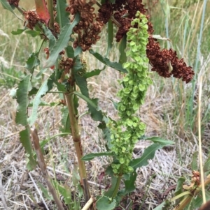 Rumex crispus at Googong, NSW - 3 Jan 2018