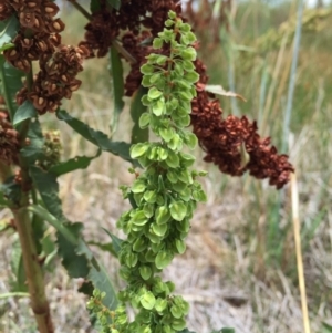 Rumex crispus at Googong, NSW - 3 Jan 2018