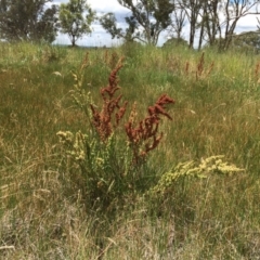 Rumex crispus at Googong, NSW - 3 Jan 2018