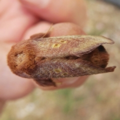 Doratifera quadriguttata and casta at Googong, NSW - 14 Jan 2013