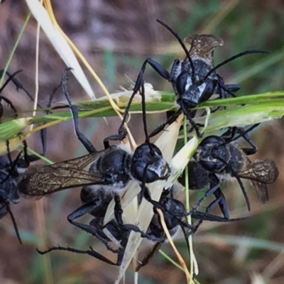 Sphecinae sp. (subfamily) (Unidentified Sand or Digger wasp) at QPRC LGA - 3 Jan 2018 by Wandiyali