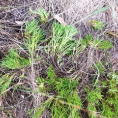 Scleranthus fasciculatus at Hughes, ACT - 4 Jan 2018