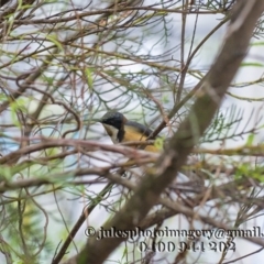 Acanthorhynchus tenuirostris (Eastern Spinebill) at Bald Hills, NSW - 1 Jan 2018 by JulesPhotographer