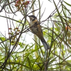 Acanthorhynchus tenuirostris at Bald Hills, NSW - 1 Jan 2018