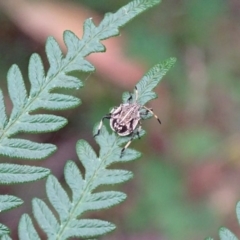 Pentatomidae (family) (Shield or Stink bug) at Paddys River, ACT - 3 Jan 2018 by roymcd