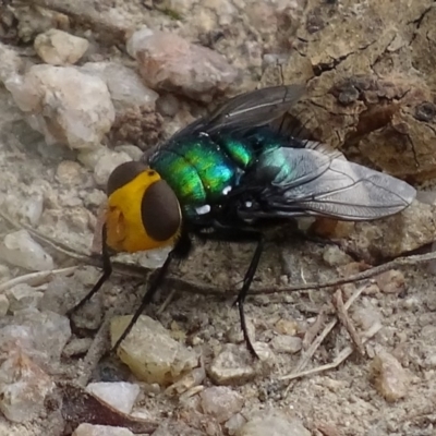 Amenia sp. (genus) (Yellow-headed Blowfly) at Paddys River, ACT - 3 Jan 2018 by roymcd