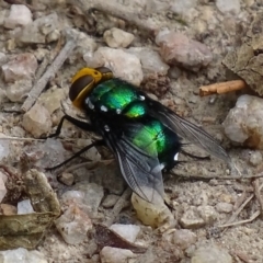 Amenia sp. (genus) at Paddys River, ACT - 4 Jan 2018