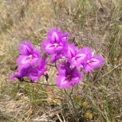 Thysanotus tuberosus subsp. tuberosus (Common Fringe-lily) at Nanima, NSW - 30 Nov 2013 by 81mv