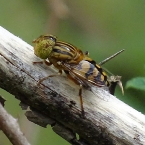 Eristalinus punctulatus at Paddys River, ACT - 4 Jan 2018 08:41 AM